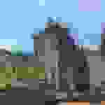 jer4