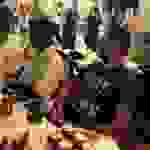 sam11