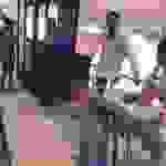 sam