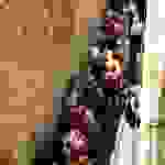sam2