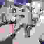sam26