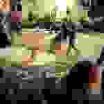 sam3