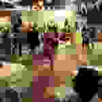 sam6