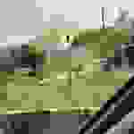 sam