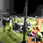 sam70