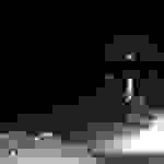 vin