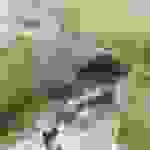 AN8