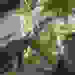 alex4