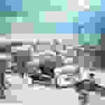 AN1