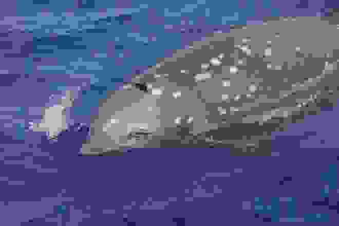 an1