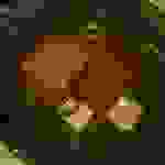 an2