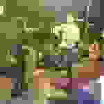 AN2