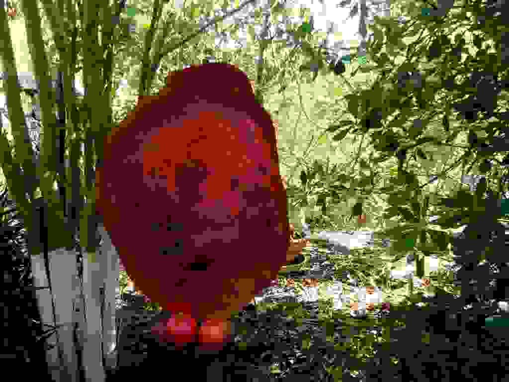 an