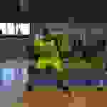 an2