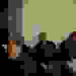 AN1