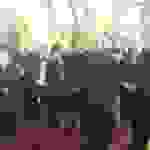 an5