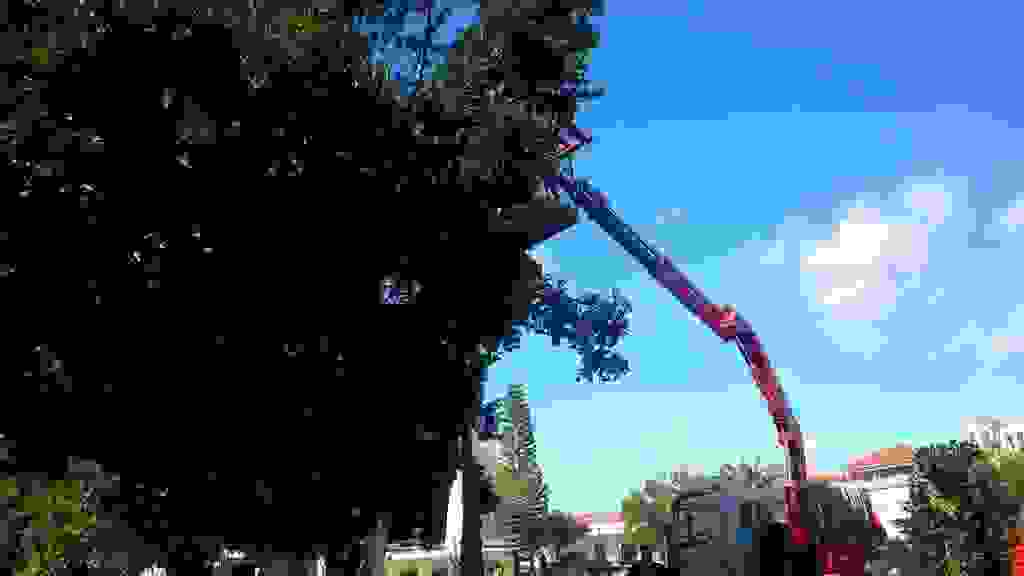 AN1