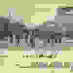 an