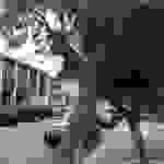 an