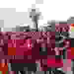 an11