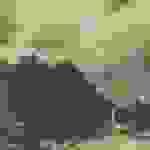 an2
