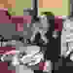 an5