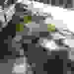 an7