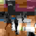 an1