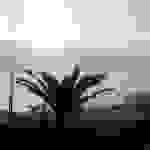 an