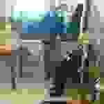 an2