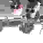 AN3