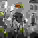 an5