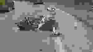 AN 61
