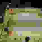 DCIM100MEDIADJI_0039.JPG