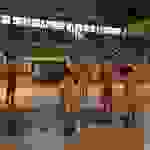 an1