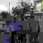 an1