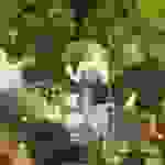 an2