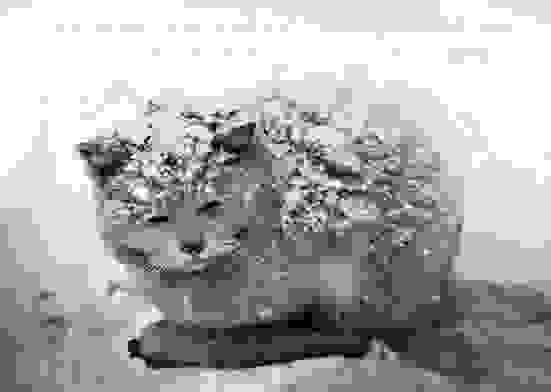 49204425 10218437118578383 8427992948888567808 N