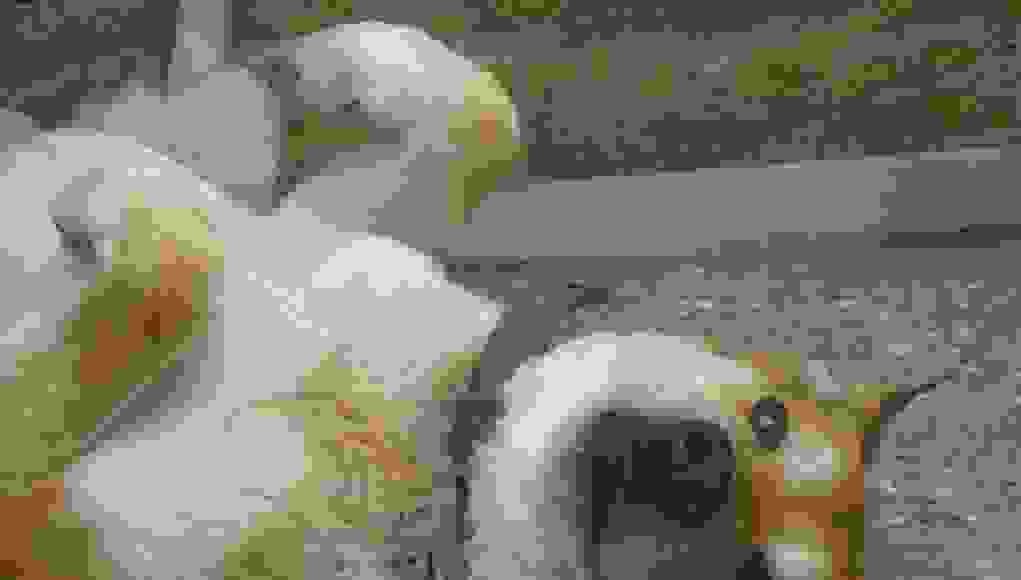81033 1021×580