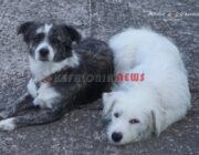 Εθελοντική Δράση Κτηνιάτρων Ελλάδος (Ε.Δ.Κ