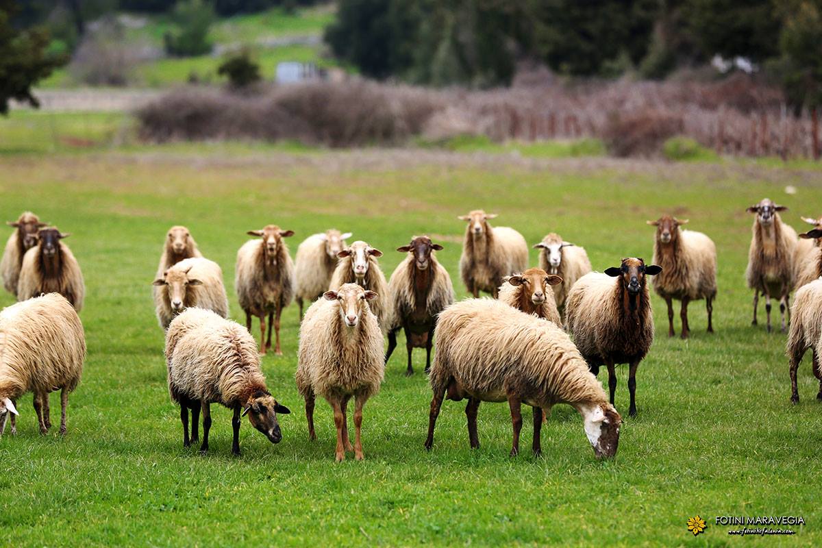 Υποχρεωτική η ετήσια απογραφή από ντόπιους κατόχους αιγοπροβάτων