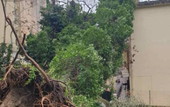 Η κακοκαιρία ξερίζωσε δέντρα στην Κέρκυρα [εικόνες]