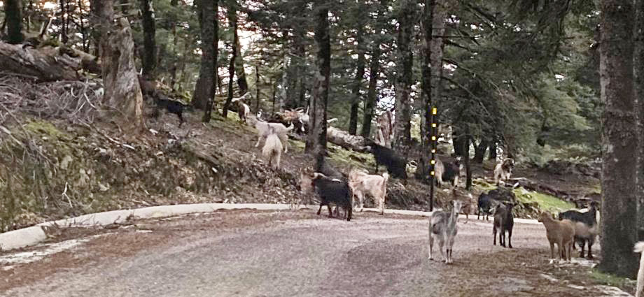 Κ. Βελόπουλος: Παράνομη βόσκηση στον Αίνο