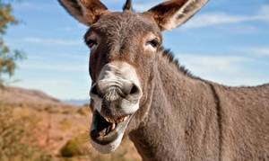 Μήπως θα έριχνε τίποτα …«σανό» στον Γάιδαρο;