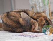 Σκύλος σε άσχημη κατάσταση στο Ληξούρι