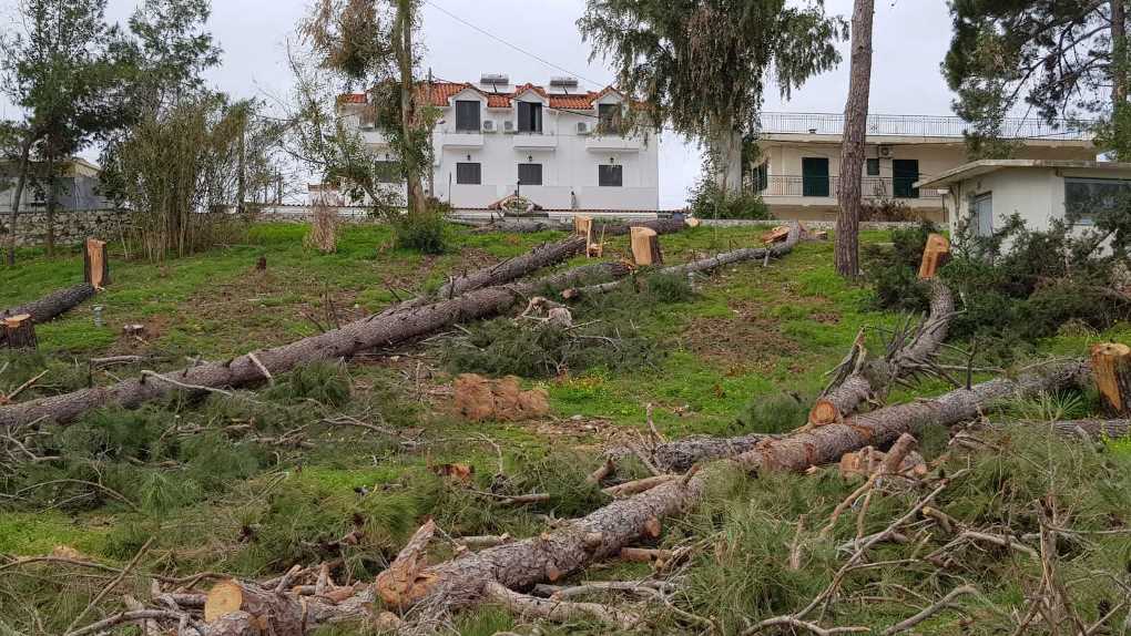 «Βράζει» η οικολογική κοινότητα της Κεφαλονιάς από το «μακελειό» στο εμβληματικό πευκόδασος της Σκάλας [εικόνες]