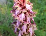 Η ομάδα του έργου ORCHIDCULTURE ξεκίνησε δυναμικά τη νέα χρονιά …….