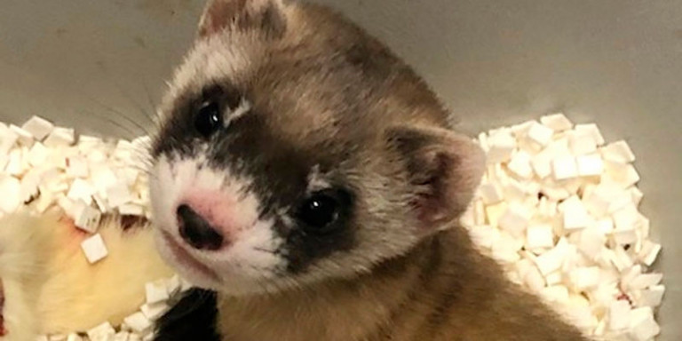 Μετά την Ντόλι, ήρθε η Ελίζαμπεθ Αν  Το πρώτο κλωνοποιημένο κουνάβι γεννήθηκε στο Κολοράντο των ΗΠΑ