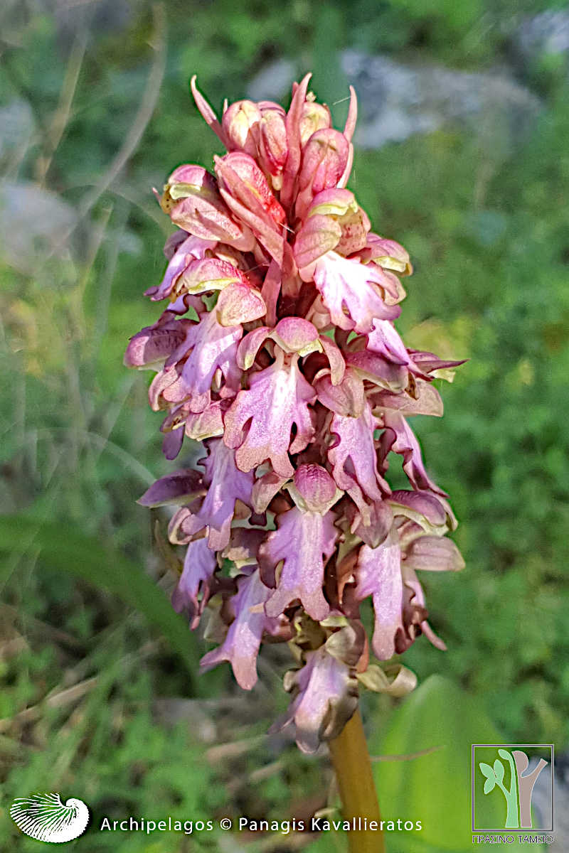 ORCHIDCULTURE: Ξεκίνησε η καταγραφή και φωτογράφιση αυτοφυών ορχεοειδών σε Κεφαλονιά και Ιθάκη [εικόνες]
