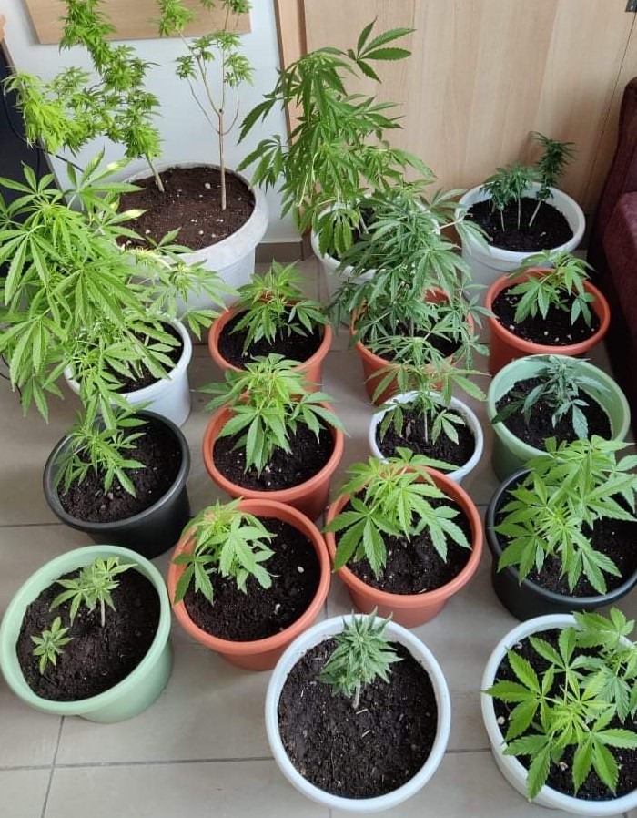 Συνελήφθη 37χρονη ημεδαπή για καλλιέργεια χασίς στο σπίτι της στο Ληξούρι